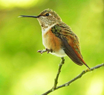 rufous 1 small graphic